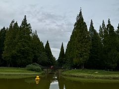 -黄海国家森林公园