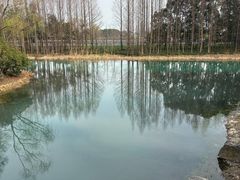 -贡湖湾湿地公园