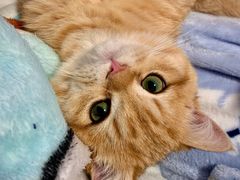 -东方名猫馆·英短金渐层布偶猫舍(环线广场1号楼店)