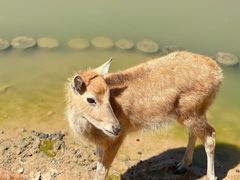 -日照海滨国家森林公园