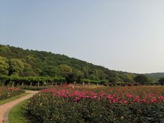-龙寺生态园