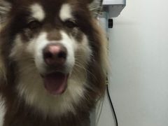 -美联众合动物医院·24h京西诊疗中心