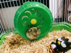 -清平路水族市场