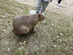 -上海野生动物园