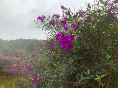 -南国桃园旅游度假区