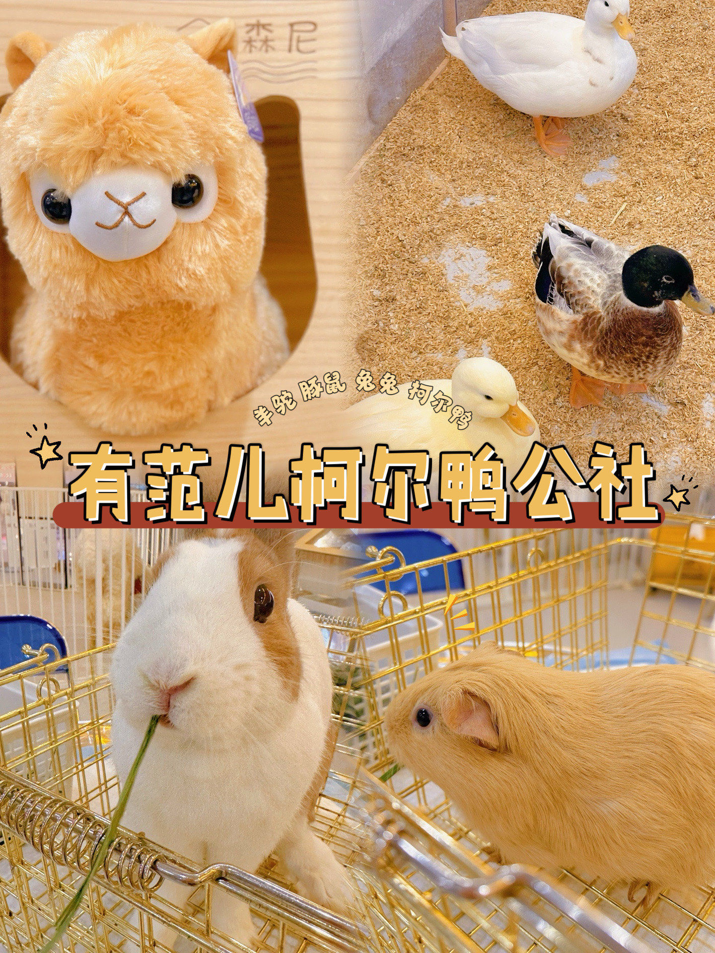 天啊噜 这里的豚鼠和兔兔也太好rua了吧