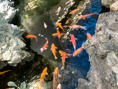 -广州白天鹅宾馆