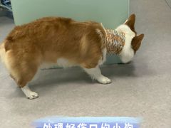 -爱侣宠医·鹦鹉专科·小型哺乳类·异宠专科(灵石路店)