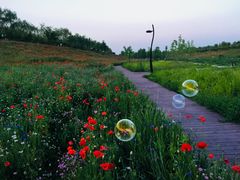 -洨河生态公园