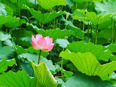 -荔湾湖公园