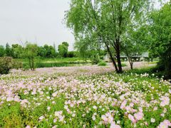 -三垟湿地