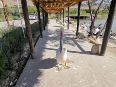 -新疆天山野生动物园