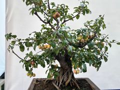 -石家庄市植物园