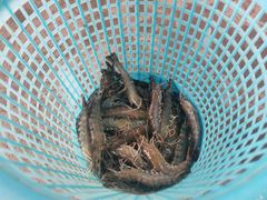 -喜相逢海鲜美食城(五邑平价农副产品批发市场店)