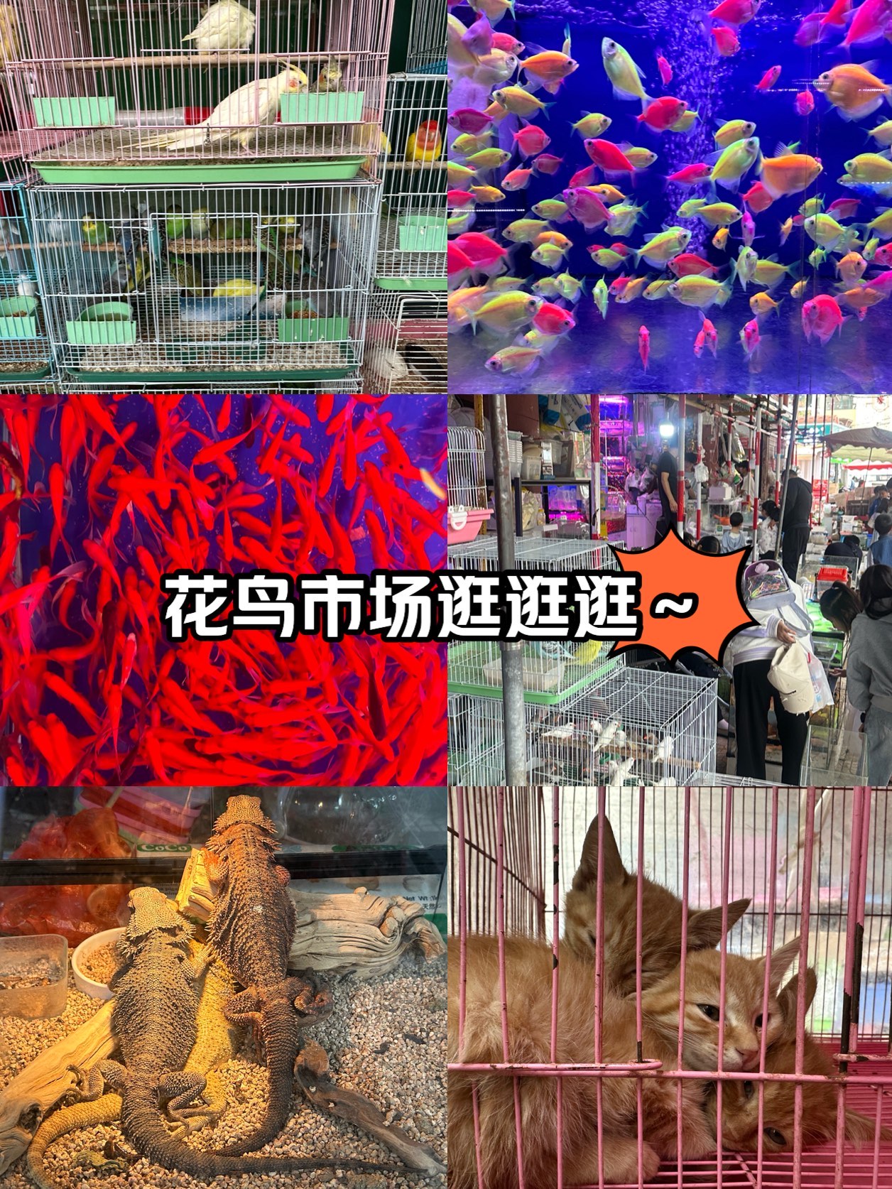 昆明景星花鸟市场图片