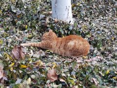 -上海吴淞炮台湾国家湿地公园