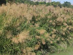 -广西壮族自治区药用植物园