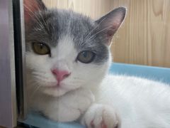 -屋虎猫馆(宝安大仟里店)