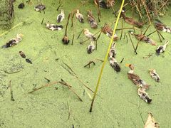 -田园东方蜜桃村的田野营地