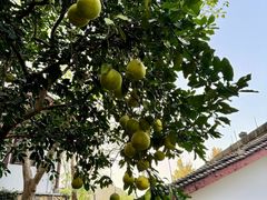 -中国茶叶博物馆(双峰馆区)