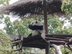 -武汉动物园