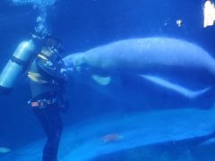 -烟台海昌鲸鲨海洋公园