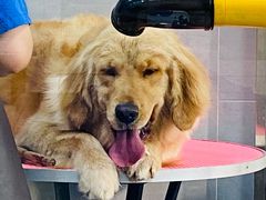 -宠福鑫康馨动物医院·骨科·眼科