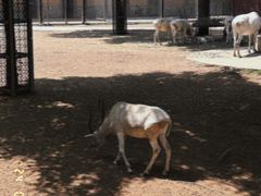 -石家庄市动物园