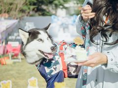 -趣玩宠物乐园寄养训犬训狗游泳池