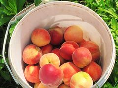 -南汇新场正宗水蜜桃采摘