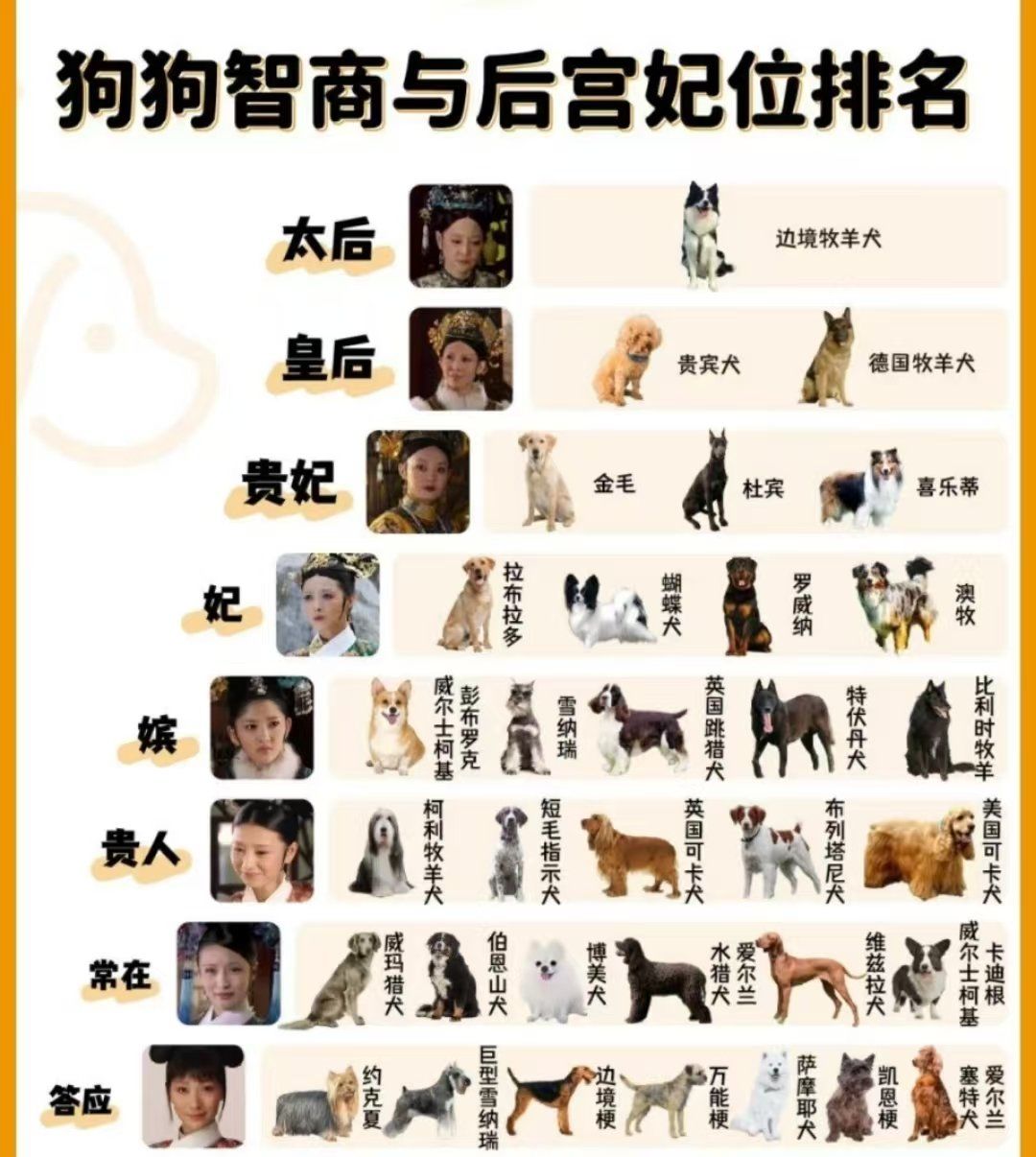 狗狗智商大排名你家的狗狗排第几呀?