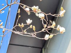 -上海虹桥宾馆(郁锦香品牌酒店)