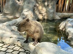 -上海野生动物园