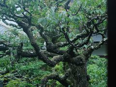 -三千院