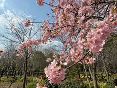 -顾村公园