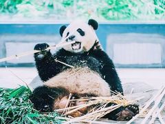 -海南热带野生动植物园