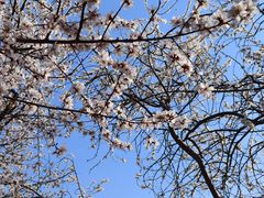 -桃花堤公园