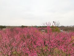 -花开海上生态园