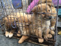 -桂林市花鸟市场