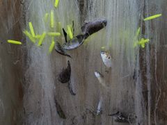 -东寨港红树林旅游区