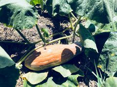 -呼吸森林·生态农庄农家乐私房菜