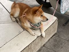 -松盛糕团店(红旗桥店)