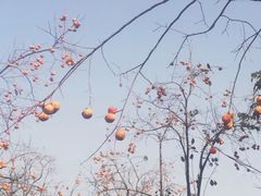 -康陵正德春饼宴26号
