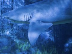 -烟台海昌鲸鲨海洋公园