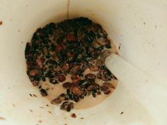 血糯米红豆奶茶-沪上阿姨鲜果茶(世茂广场宽厚里店)