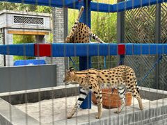 -北京野生动物园