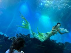-涛·海底餐厅·美人鱼·自助餐·海底隧道(三亚海棠湾洲际度假酒店)