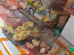 -清平路水族市场