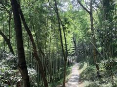 -上海佘山国家森林公园天马山园