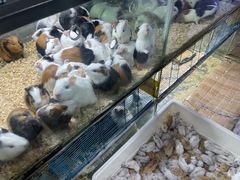 -青石桥花鸟鱼虫市场(叠翠城店)